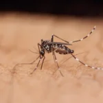 Mosquito with potential Dengue Fever, prevented by Magic Exterminating for Flushing NY residents.
