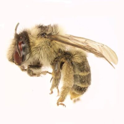 digger bee white background