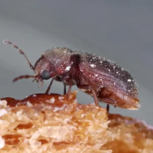 Drugstore Beetle up close white background - Magic Exterminating in Flushing NY