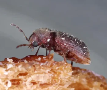 Drugstore Beetle up close white background - Magic Exterminating in Flushing NY