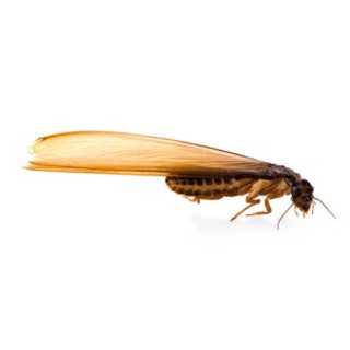 Eastern Subterranean Termite close up white background - Magic Exterminating