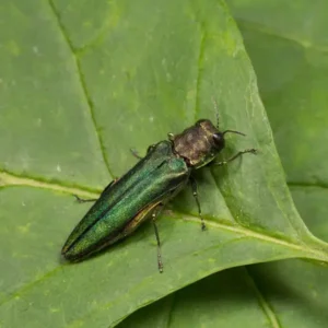 Emerald Ash Borer up close on leaf - Magic Exterminating in Flushing NY