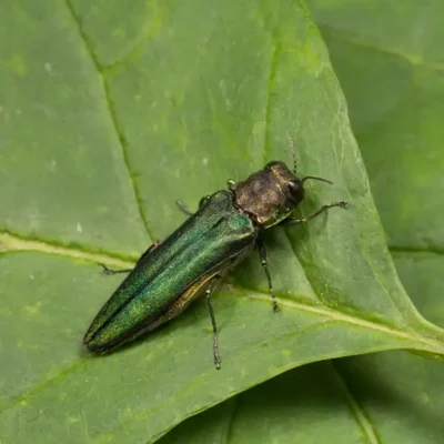 Emerald Ash Borer up close on leaf - Magic Exterminating in Flushing NY