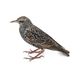 European Starling up close white background - Magic Exterminating in NY