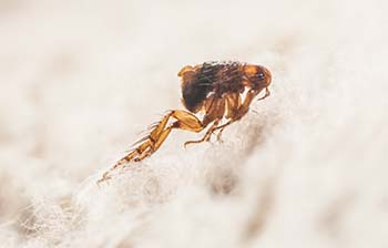 Flea midjump on a rug in a NY apartment - Magic Exterminating