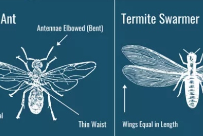Termites vsFlying Ants in your area