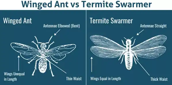 Graphic comparing flying ants with termites - Magic Exterminating in NY
