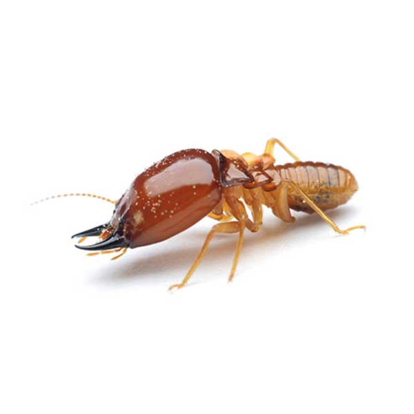 Formosan termite close up white background