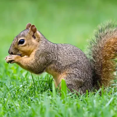 Fox squirrel in grass - Magic Exterminating in NY