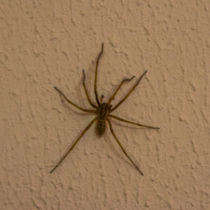 Funnel Weaver Spider on wall up close