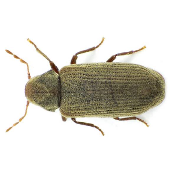 furniture carpet beetle up close