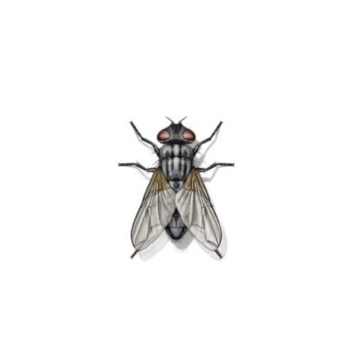 Garbage Fly up close white background