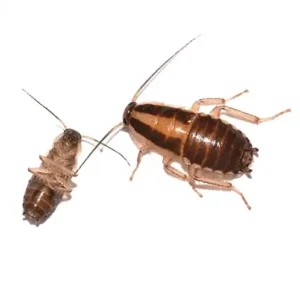 German Cockroach up close white background - Magic Exterminating in Flushing NY