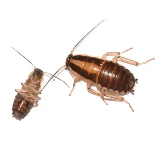 German Cockroach up close white background - Magic Exterminating in Flushing NY