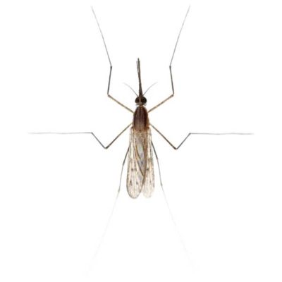 Gnat up close white background