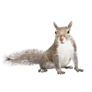 Gray Squirrel white background - Magic Exterminating in NY