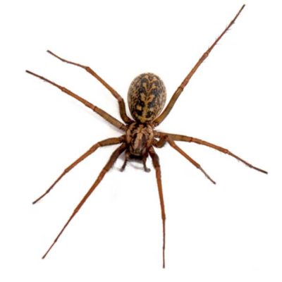 Hobo Spider close up white background