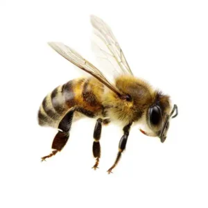 Honey Bee up close white background - Magic Exterminating in Flushing NY