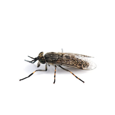 Horse Fly up close white background