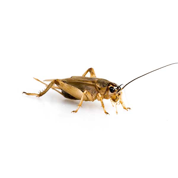 House Cricket