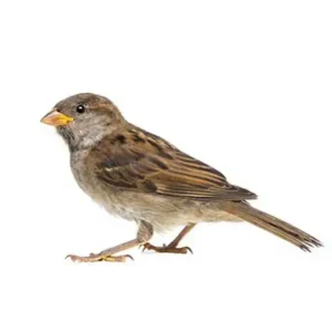 House Sparrow up close white background - Magic Exterminating in Flushing NY
