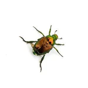 Japanese Beetle up close white background - Magic Exterminating in NY