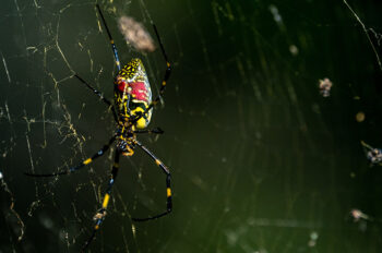 joro spider in web