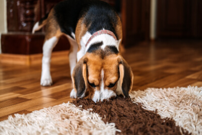 A hound serving as a k9 bed bug inspection dog sniffs the ground for signs of bed bugs