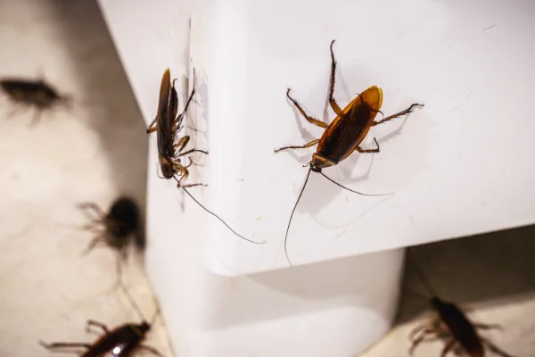 Common Signs of a Cockroach Problem in your area