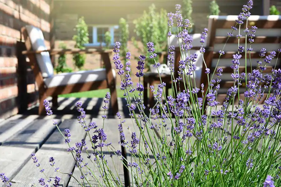 A cluster of lavender on a patio outside - Magic Exterminating in Flushing NY