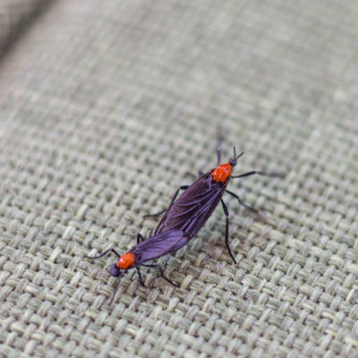 Lovebugs up close