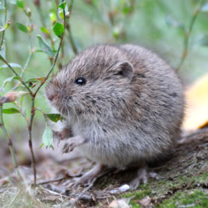 Meadow Vole up close outdoors