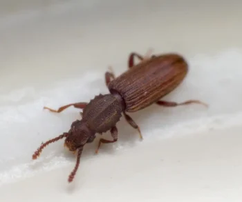 Merchant Grain Beetle up close white background