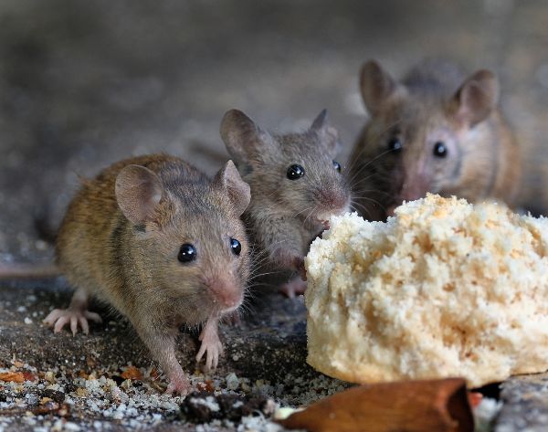 Mice feeding on left out food