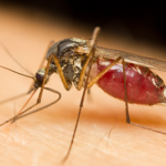 mosquito biting a human