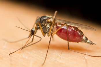 mosquito biting a human