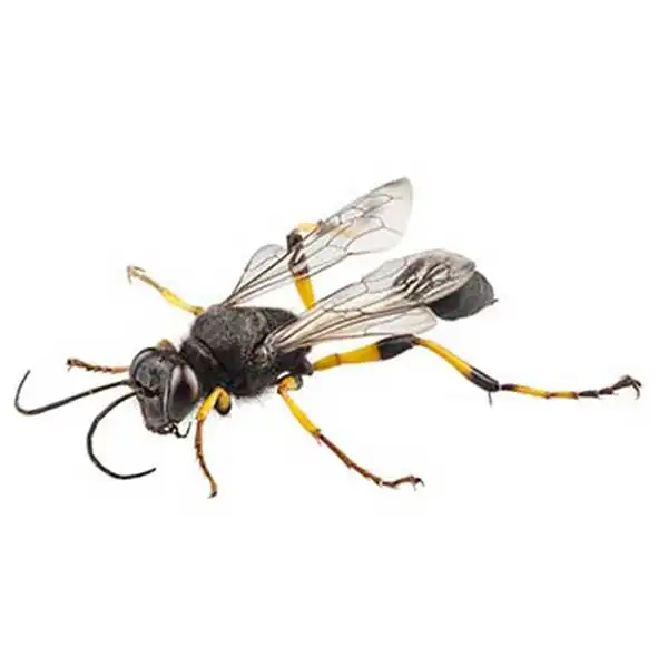 Mud Dauber up close white background - Magic Exterminating in Flushing NY