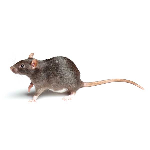 Norway Rat | Magic Exterminating serving Flushing, NY