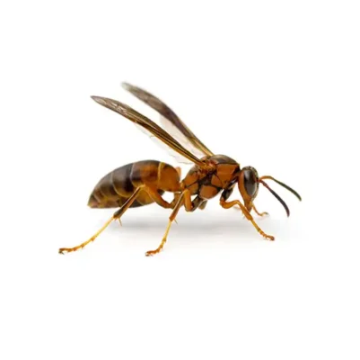 Paper Wasp up close white background - Magic Exterminating in Flushing NY