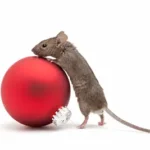 small mouse climbing on a shiny red Christmas ornament in flushing NY