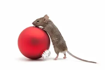 small mouse climbing on a shiny red Christmas ornament in flushing NY