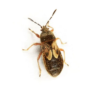 Chinch bug on a white background - Magic Exterminating in Flushing NY