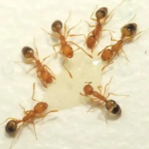 Cluster of Pharaoh ants around a droplet of water - Magic Exterminating in Flushing NY