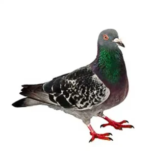 Pigeon identification up close white background - Magic Exterminating in Flushing NY