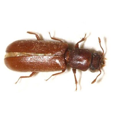 powderpost beetle white background