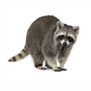 Raccoon white background