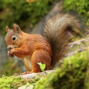 Red Squirrel in moss - Magic Exterminating in Flushing NY