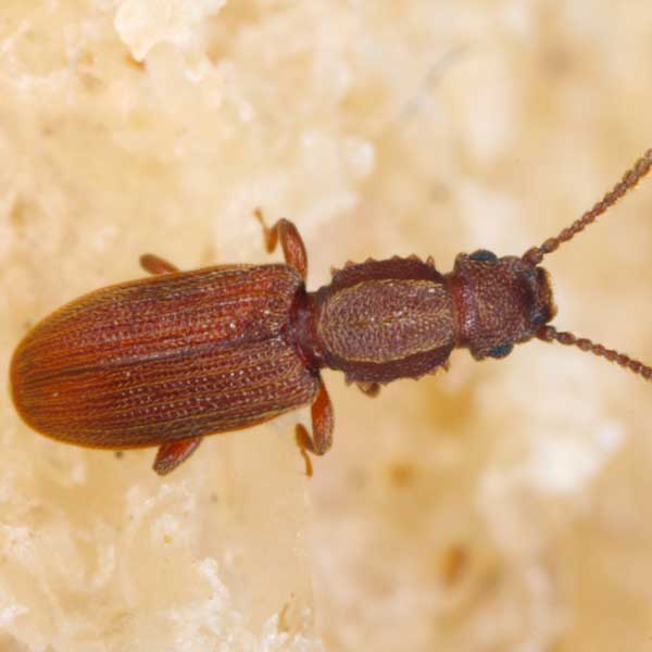 Sawtoothed Grain Beetle up close on counter