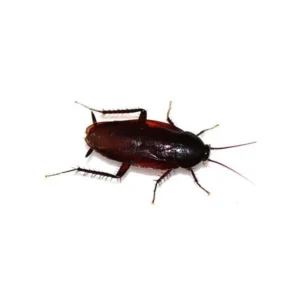 Smoky brown cockroach on a white background - Magic Exterminating in Flushing NY