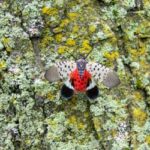 spotted lanternfly on a tree - this invasive species can cause major damage in flushing ny